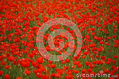 Field of poppies on a sunset Stock Photo