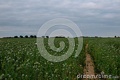 Field of poppies. White poppy flowers in green field with blue sky. Stock Photo