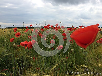 field poppy Editorial Stock Photo