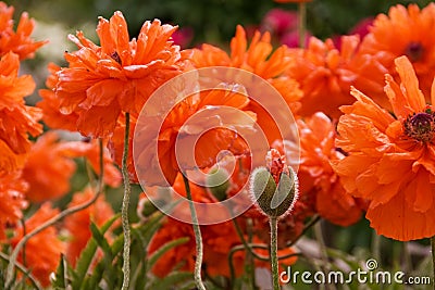 Field of poppy flowers Stock Photo