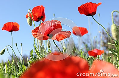 Field of poppys - down view Stock Photo