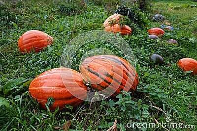 field of pumpkins growing in the field. detail of giant decorative pumpkin fruit for harvesting Stock Photo