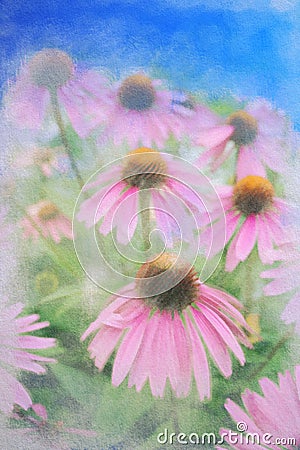 Field of purple Coneflowers and foliage. Blue sky. Watercolor aquarelle Stock Photo