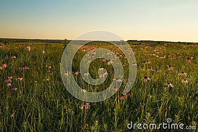 Purple Coneflowers on Wah`Kon-Tah Prairie Stock Photo