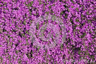 Purple Daisies Stock Photo