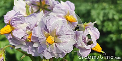 In the field, purple flowers and yellow stamens. Stock Photo