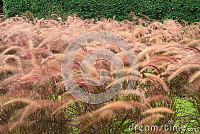 Field of purple grass Stock Photo