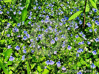 A field of purple Veronica persica flowers blooming Stock Photo