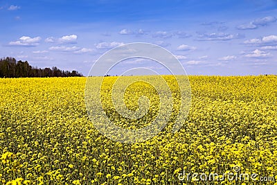 Field with Stock Photo