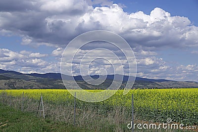 Field of rapeseed with beautiful cloud and mountains - plant for green energy.Amazing sky Stock Photo