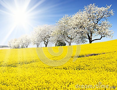 Field of rapeseed, canola or colza Stock Photo