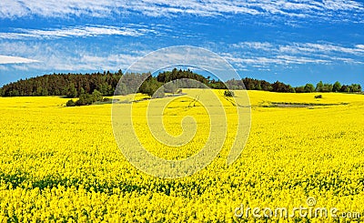 Field of rapeseed, canola or colza Stock Photo
