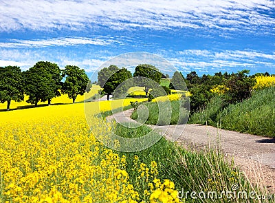 Field of rapeseed, canola or colza with rural road Stock Photo