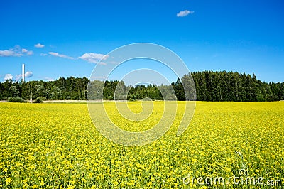 Field of rapeseed in summer Stock Photo