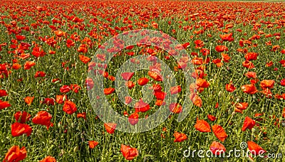 Polish landscape, poppies in the field, panorama Stock Photo