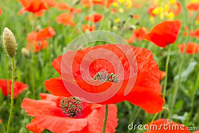 Field of red poppies on a cloudy day Stock Photo