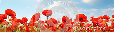 A field of red poppies under a blue sky Stock Photo