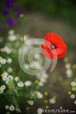 Field of red poppies, white daisies and small purple flowers growing in the garden Stock Photo