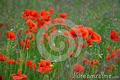 Poppies in the meadow, Papaveraceae, nature background Stock Photo