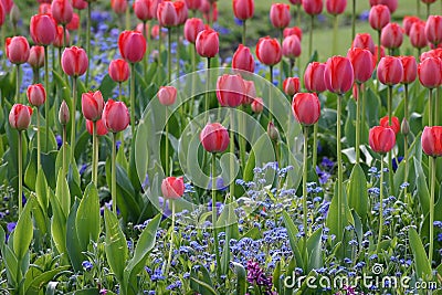 Field of Red Tulips Stock Photo