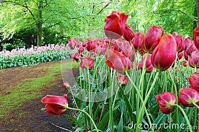 Field of red tulips in park, floral background Stock Photo