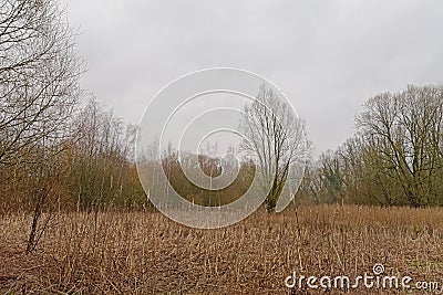 Field with reed and bare trees in the Wallonian countryside Stock Photo