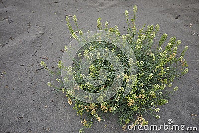 Yellow flowers of Reseda lutea plant Stock Photo