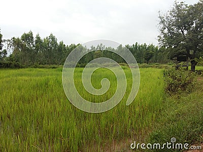 Field of rice in Isaan Thailand 4 Stock Photo