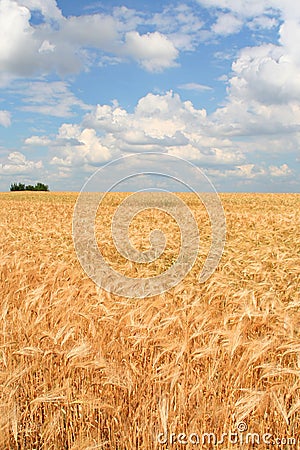 Field of ripe wheat Stock Photo