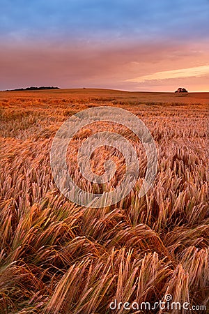 A field of ripe wheat ready for harvest with sky background and copyspace. Scenic farmland at sunset with copy space Stock Photo