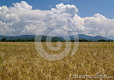 The Field ripe wheats Russia Stock Photo