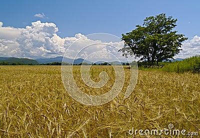 The Field ripe wheats Russia Stock Photo
