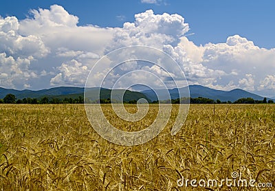 The Field ripe wheats Russia Stock Photo