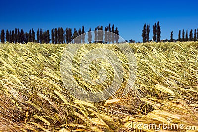 Field of ripe yellow barley with poplars and blue sky Stock Photo