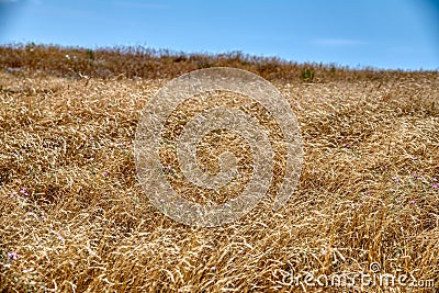 Field of ripe yellow wheat under blue sky and clouds Stock Photo