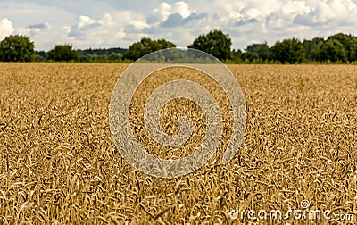 A field with ripened grain i Stock Photo