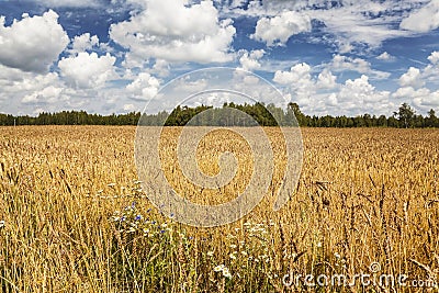 Field of ripened wheat on a sunny summer day Stock Photo