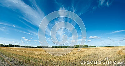 Field of ripened wheat under the sky Stock Photo