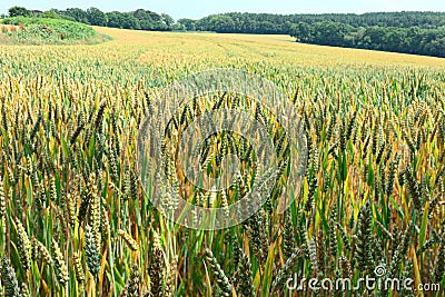 Field of ripening ears of wheat Stock Photo