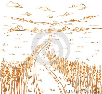 Field road. Rural landscape. Hand drawn sketch. Wheat field track. Countryside village. Cereal harvest. Contour vector Vector Illustration