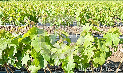 Field of rooted grafts of vine Stock Photo