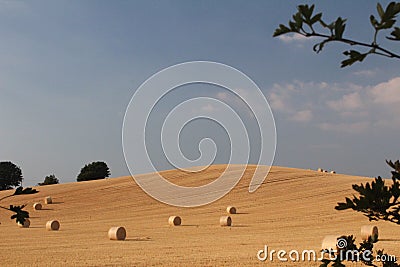 Hay bales in a field on hay hill with blue sky and cloud on a summers evening in UK Stock Photo