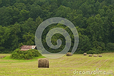 Field of round hay bales near an old barn and green forest. Stock Photo