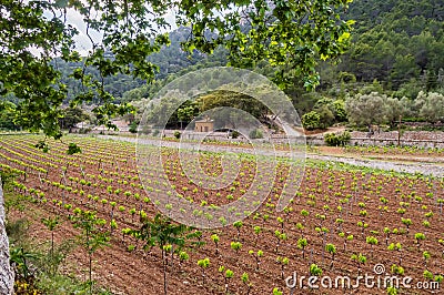Field of rows of vines in the countryside Stock Photo