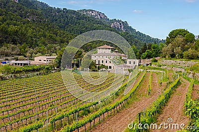 Field of rows of vines in the countryside of the island Stock Photo