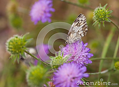 Field Scabious flowers with Marbled White Stock Photo