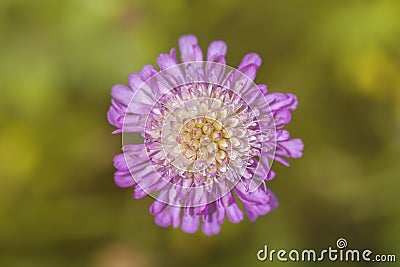 Field Scabious Stock Photo