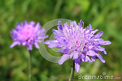 Field scabious Knautia arvensis violet flower on a meadow Stock Photo
