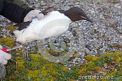 Field scientific research. Ornithology Stock Photo