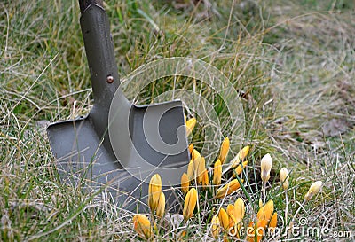 the field scoop of the war in the dirt engraves at a bunch of yellow crocuses to engrave them Stock Photo